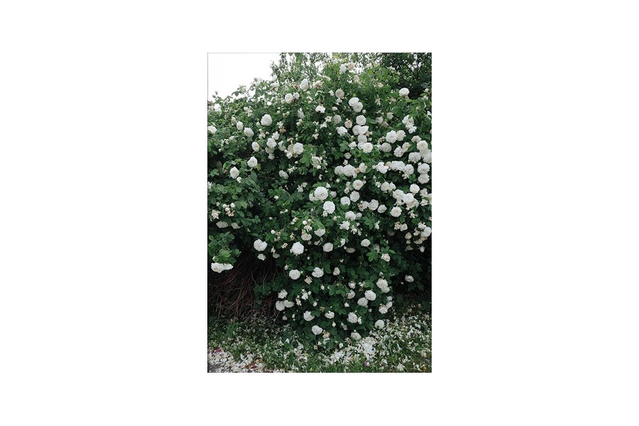 엘리자베스 덩케르 White Rose 70x100 (액자포함)