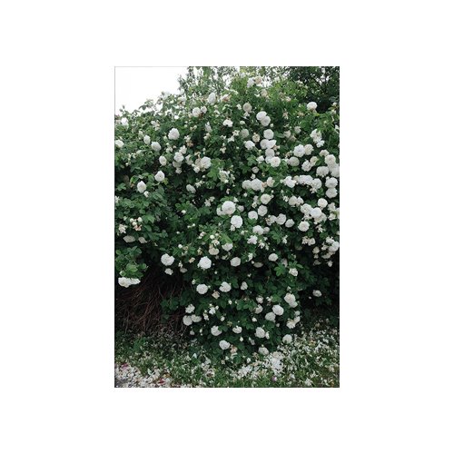 엘리자베스 덩케르 White Rose 70x100 (액자포함)